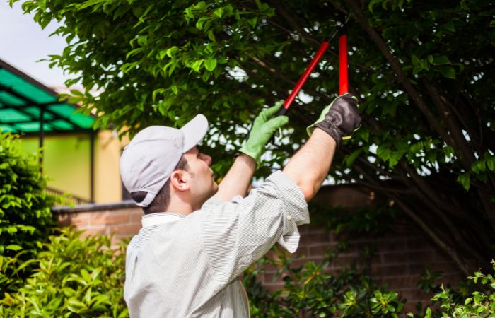 Tree Pruning + Tree Trimming2